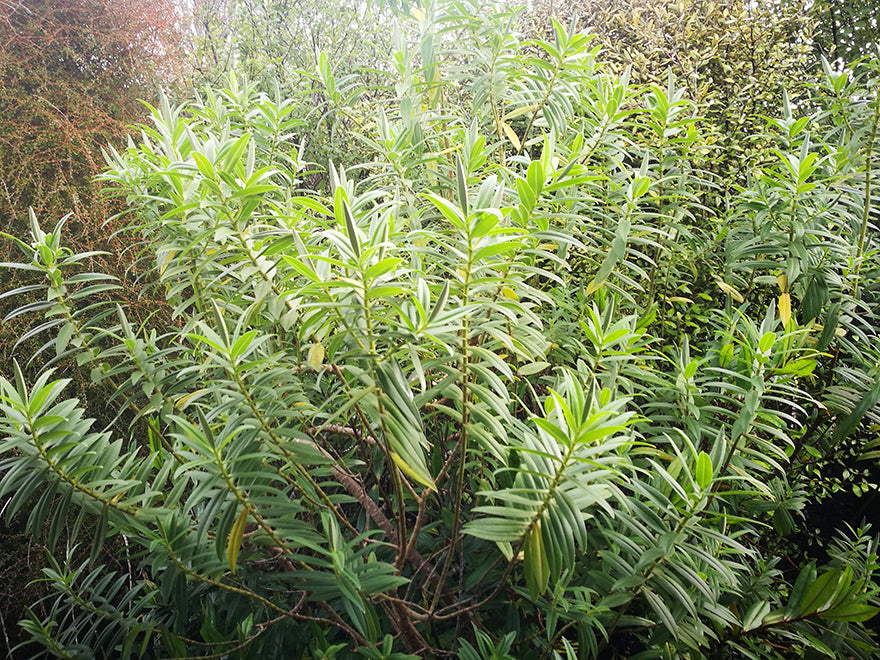 5x Chatham Tree Hebe - $5.99 each