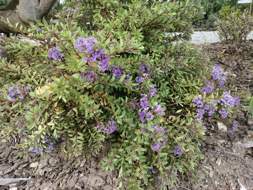 5x Hebe Beverley Hills - $6.99 each