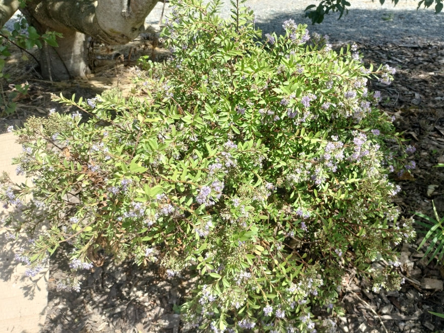 5x Hebe Beverley Hills - $6.99 each