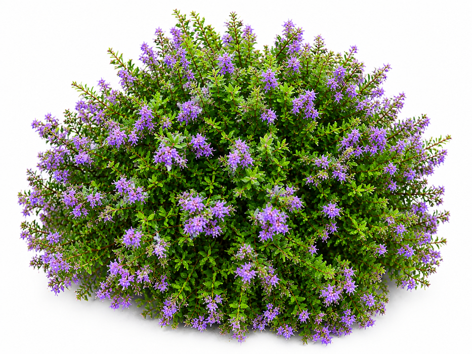 5x Hebe Beverley Hills - $6.99 each