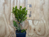5x Hebe Brachysiphon - $5.99 each