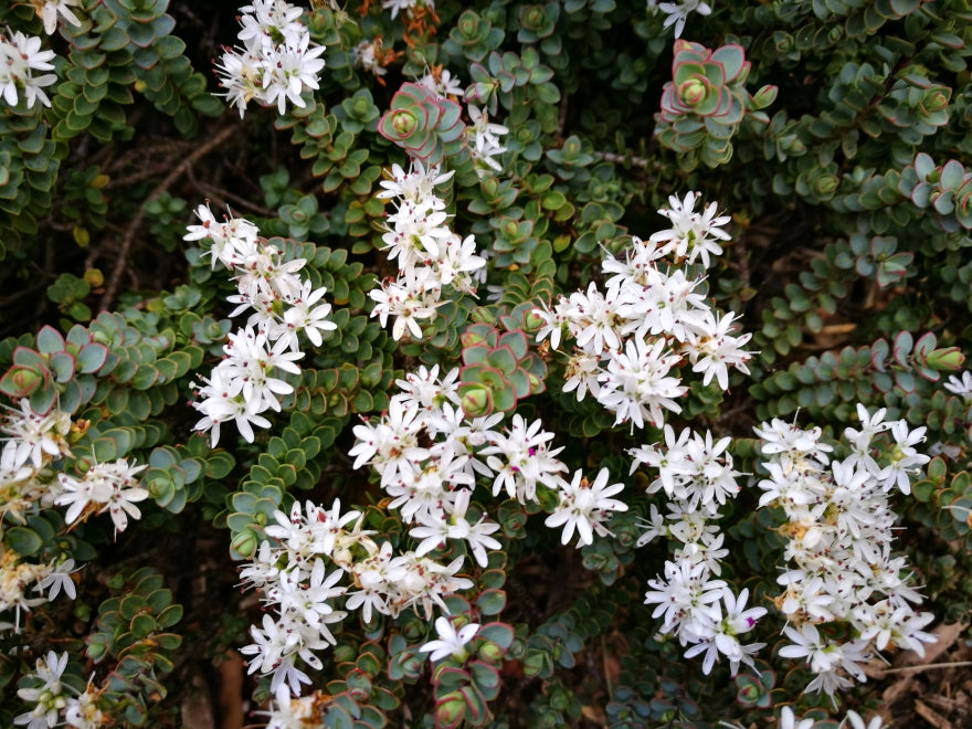 100x Hebe Buchananii - $3.99 each