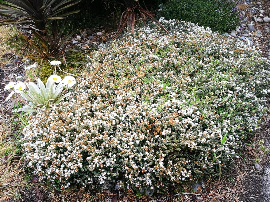 100x Hebe Buchananii - $3.99 each