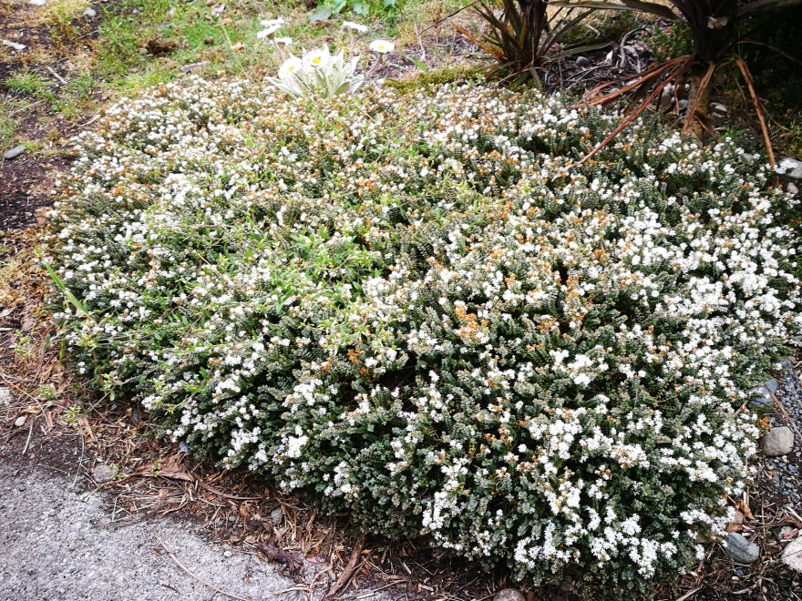 100x Hebe Buchananii - $3.99 each