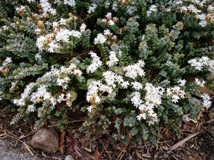 100x Hebe Buchananii - $3.99 each