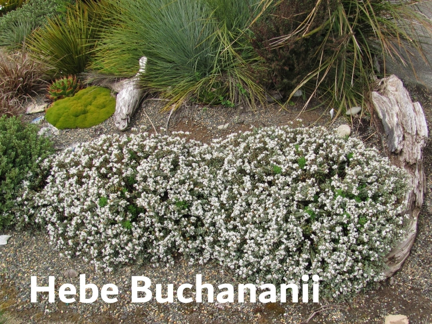 25x Native Groundcover Combo - $4.99 each
