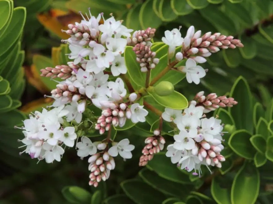 5x Hebe Calcicola - $5.99 each