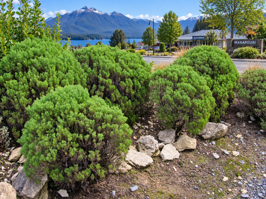 Hebe Cupressoides