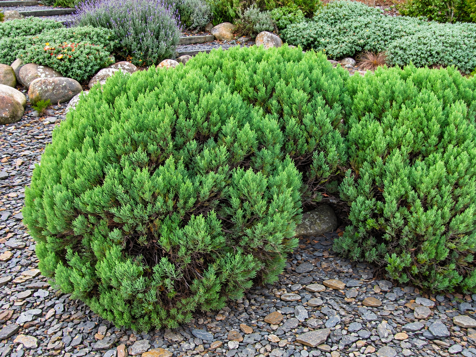 5x Hebe Cupressoides - $5.99 each
