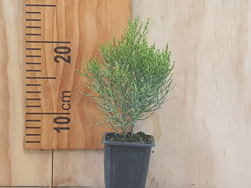 5x Hebe Cupressoides - $5.99 each