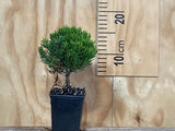 5x Hebe Cupressoides Nana - $5.99