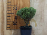 Hebe Cupressoides Nana