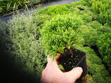 5x Hebe Cupressoides Nana - $5.99