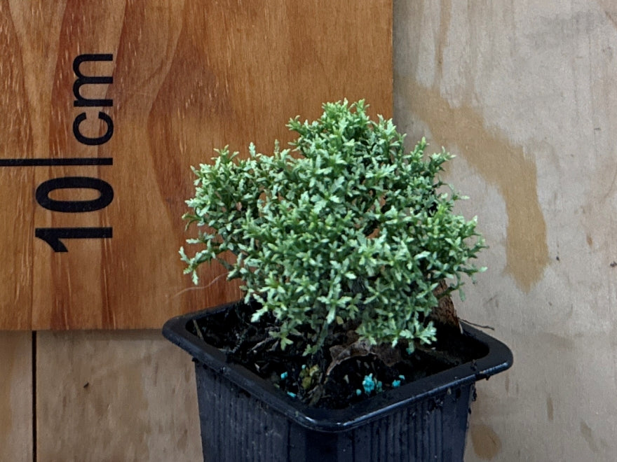 100x Hebe Cupressoides Nana - $3.99
