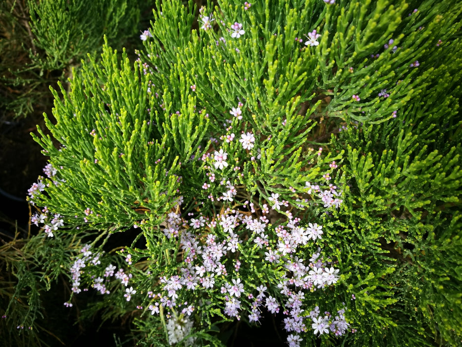 5x Hebe Cupressoides - $5.99 each