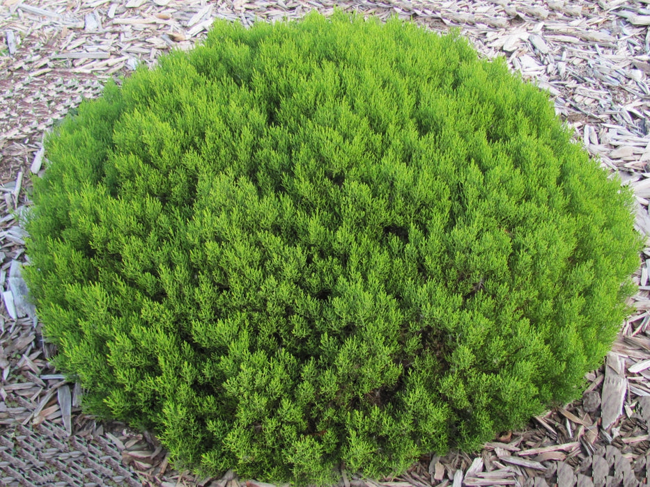 Hebe Cupressoides