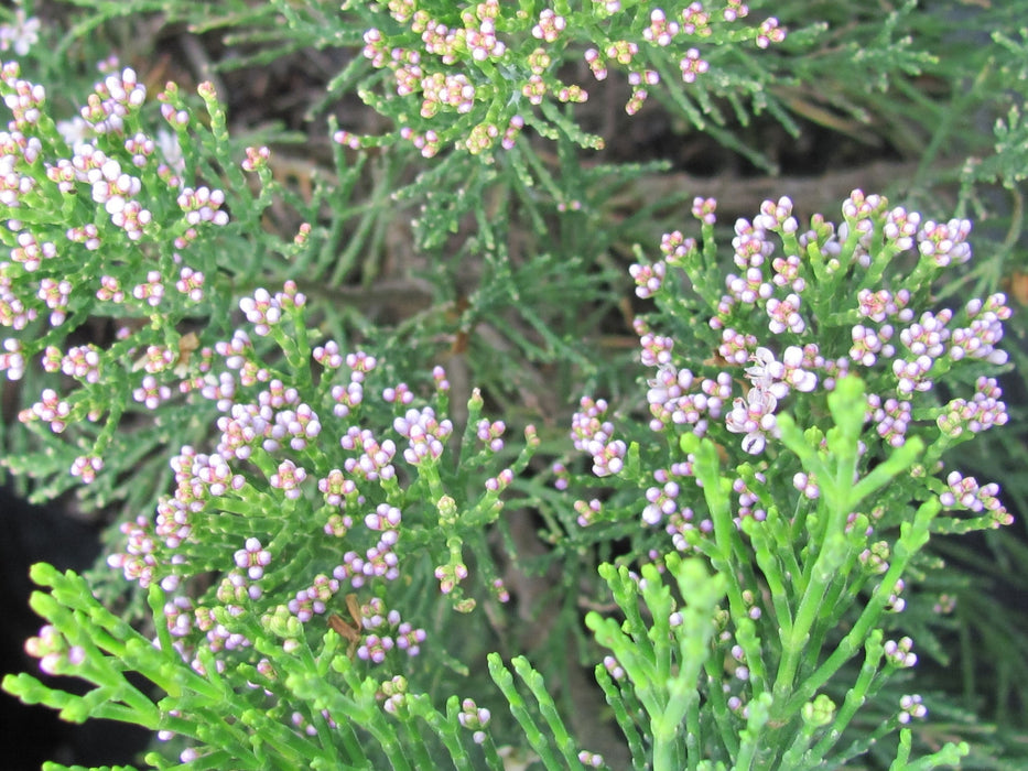 5x Hebe Cupressoides - $5.99 each