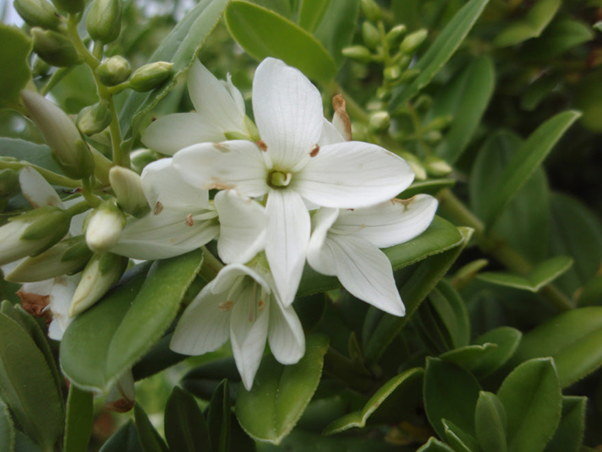 10x Hebe Elliptica - $1.99 each
