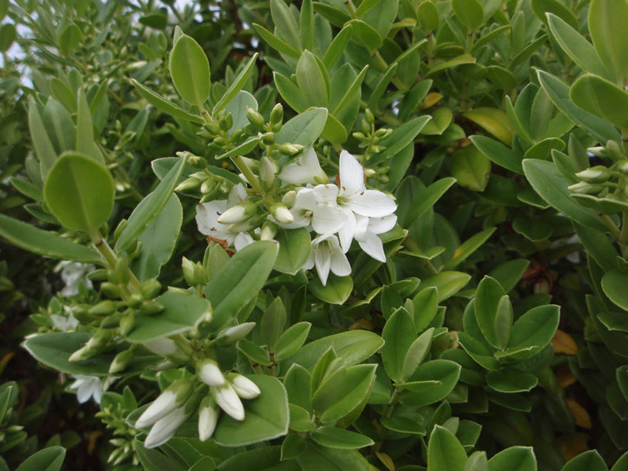 10x Hebe Elliptica - $1.99 each