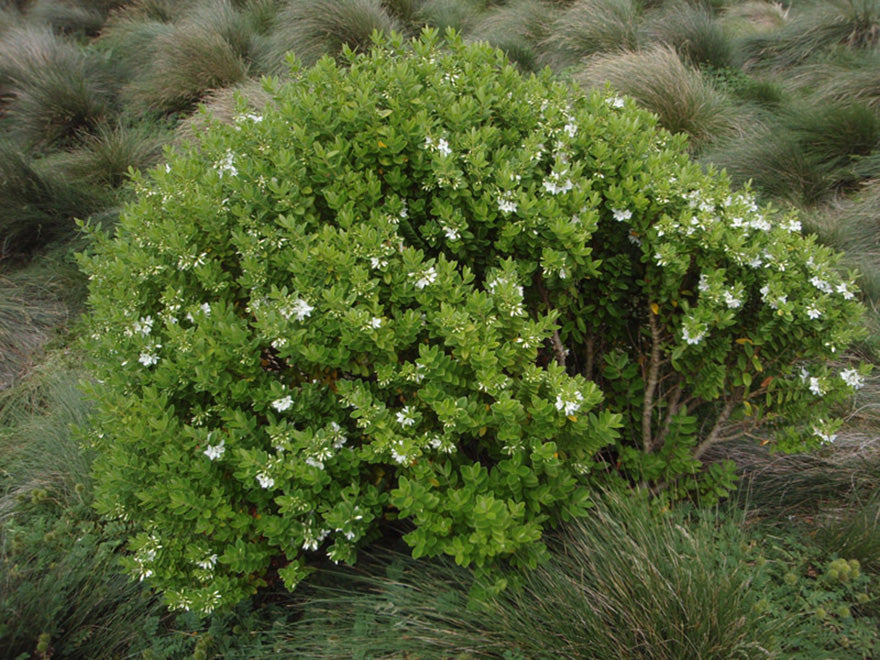 10x Hebe Elliptica - $1.99 each