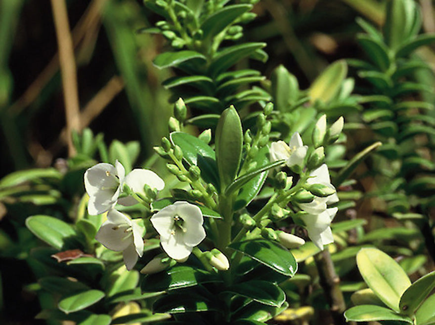 10x Hebe Elliptica - $1.99 each