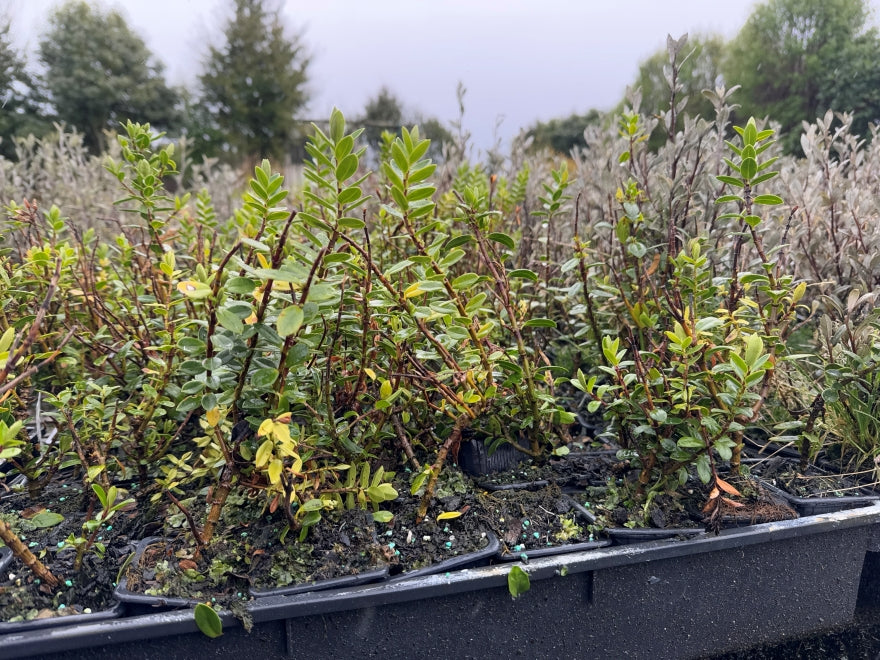 10x Hebe Elliptica - $1.99 each