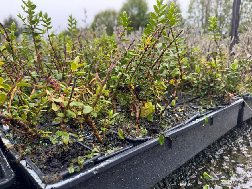 10x Hebe Elliptica - $1.99 each