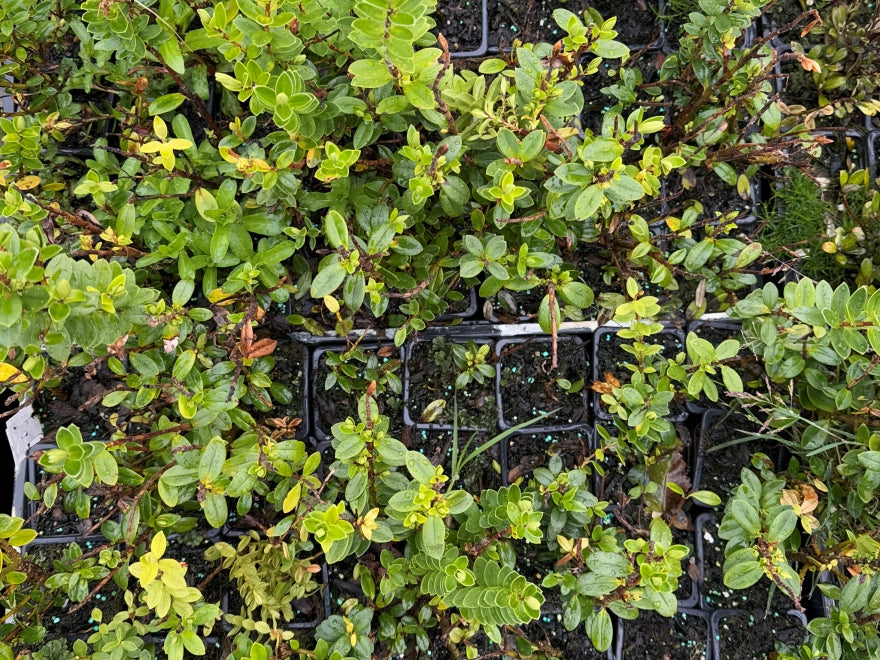 10x Hebe Elliptica - $1.99 each