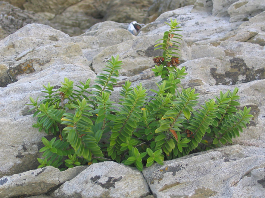 5x Hebe Elliptica - $5.99 each