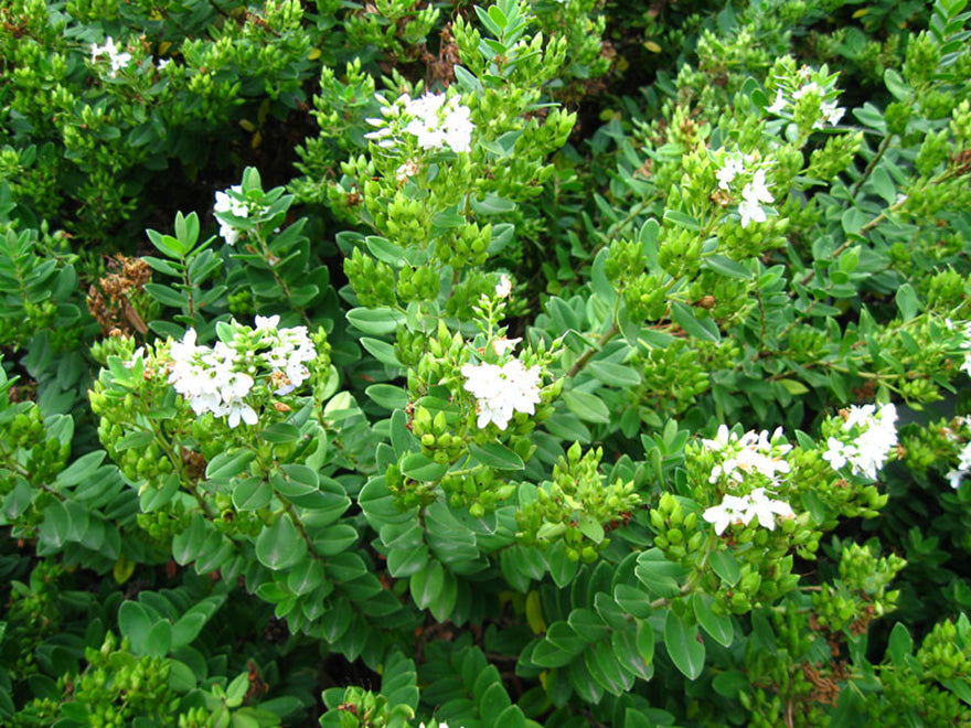 10x Hebe Elliptica - $1.99 each