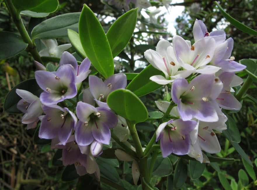 10x Hebe Elliptica - $1.99 each
