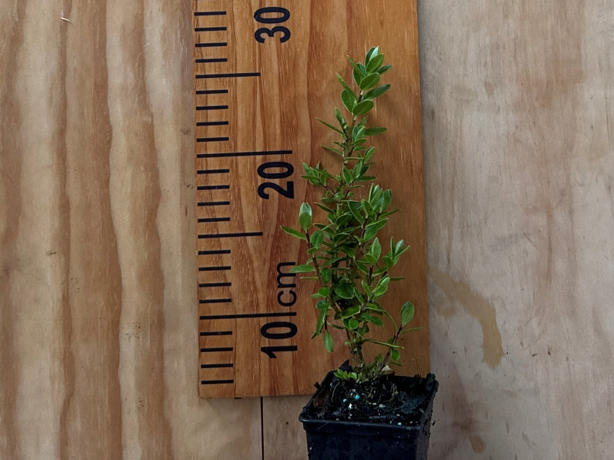 25x Hebe Elliptica - $4.99 each