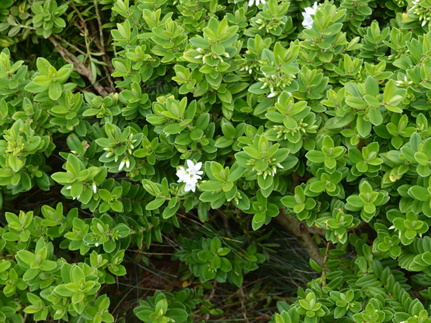 10x Hebe Elliptica - $1.99 each