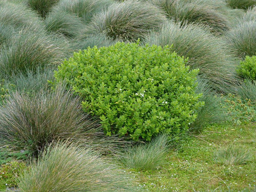 10x Hebe Elliptica - $1.99 each
