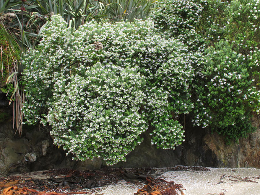 10x Hebe Elliptica - $1.99 each
