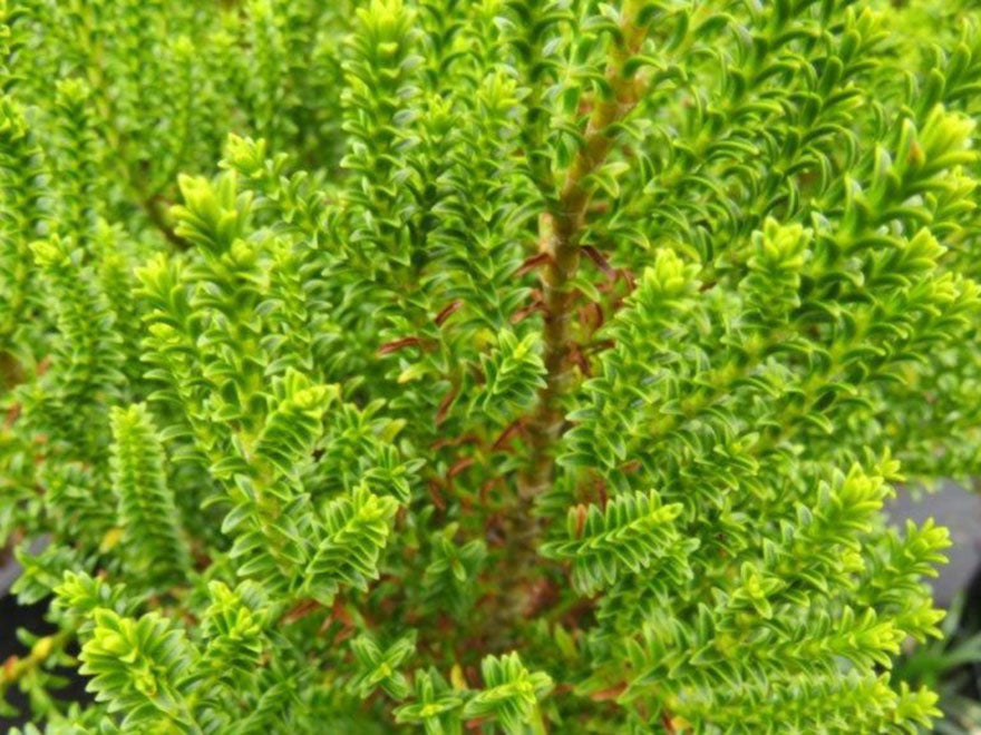 Hebe Emerald Gem - $2.99 each