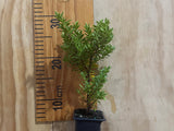 Hebe Evenosa
