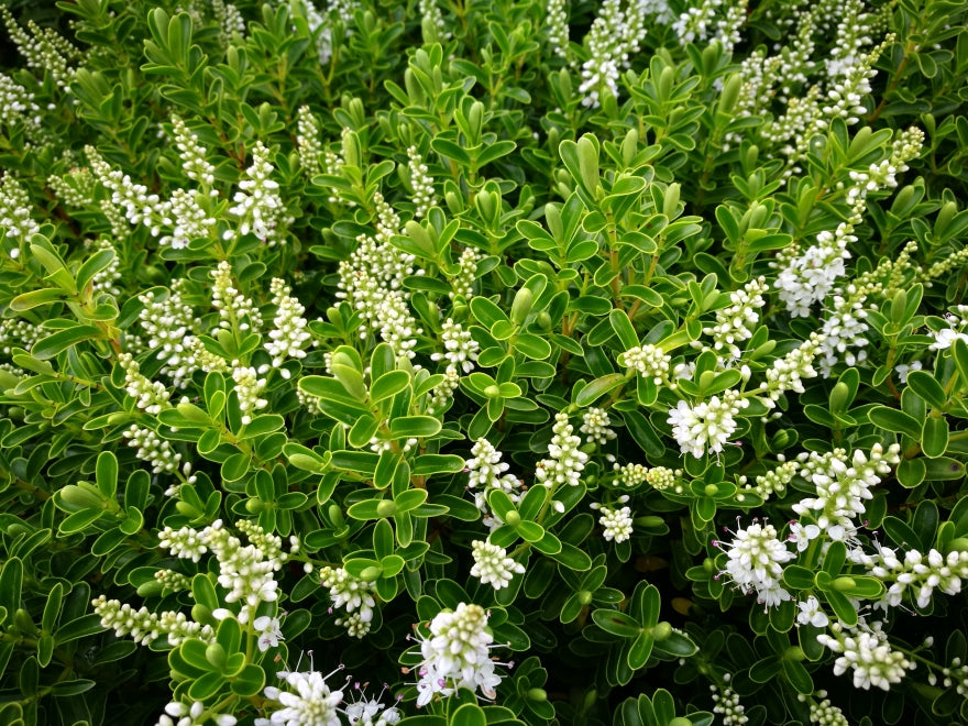 Hebe Evenosa