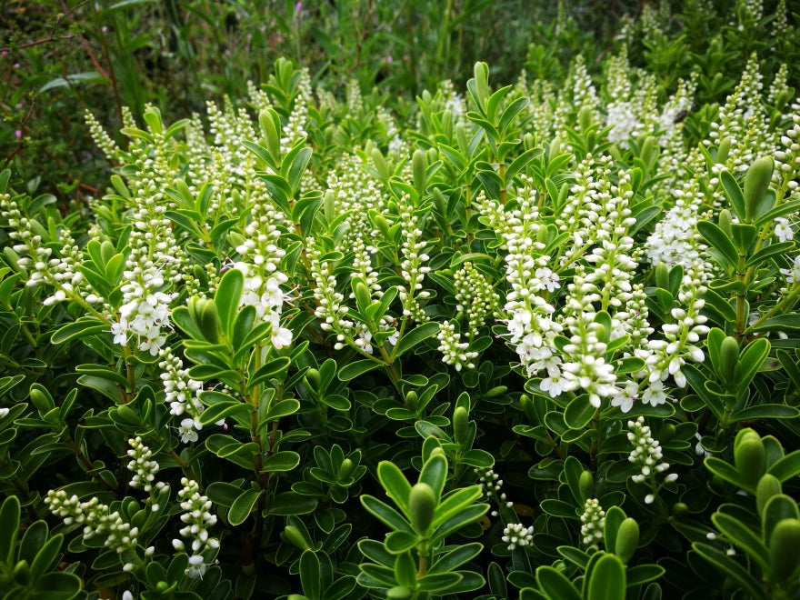 Hebe Evenosa