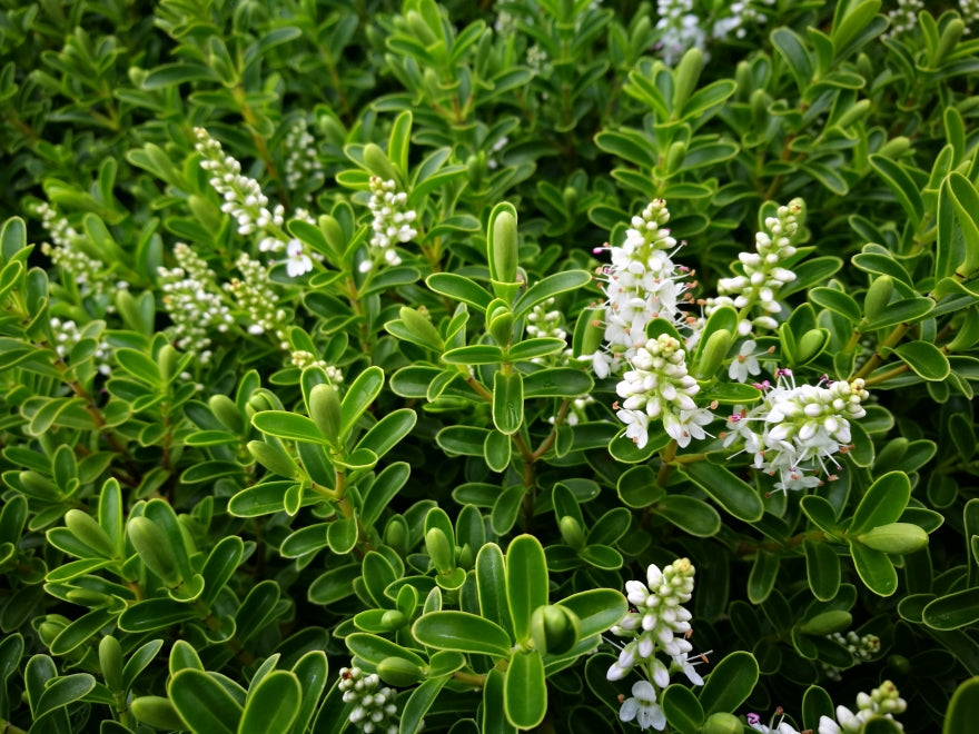 100x Hebe Evenosa - $3.99 each