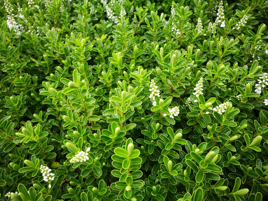 Hebe Evenosa