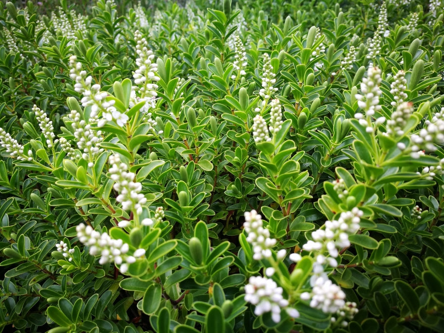 100x Hebe Evenosa - $3.99 each