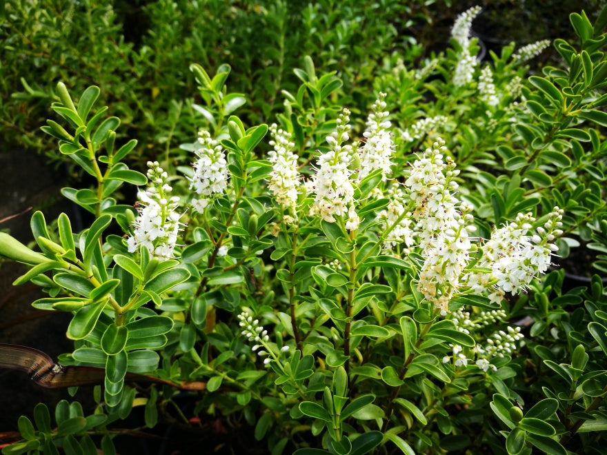 Hebe Evenosa