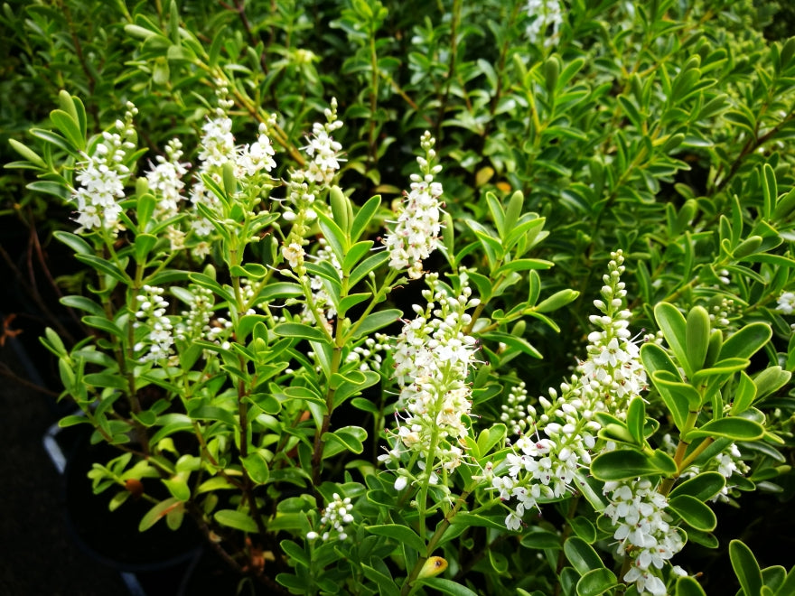 100x Hebe Evenosa - $3.99 each