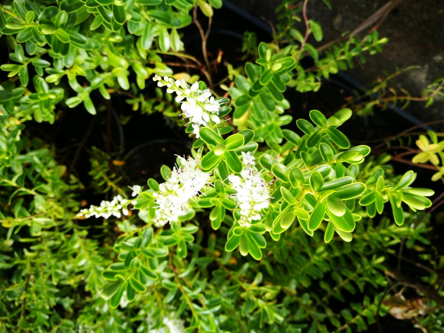 Hebe Evenosa