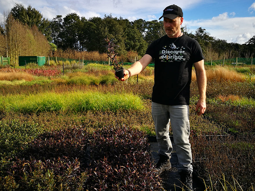 5x Hebe Flame - $5.99 each