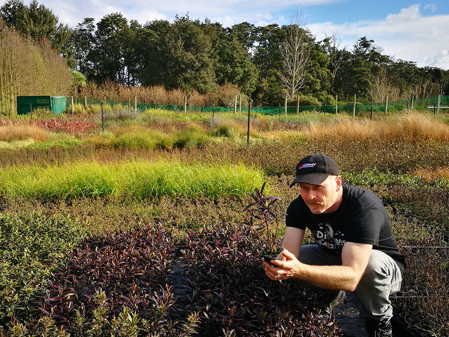 25x Hebe Flame - $4.99 each