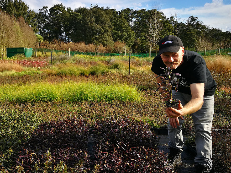 25x Hebe Flame - $4.99 each