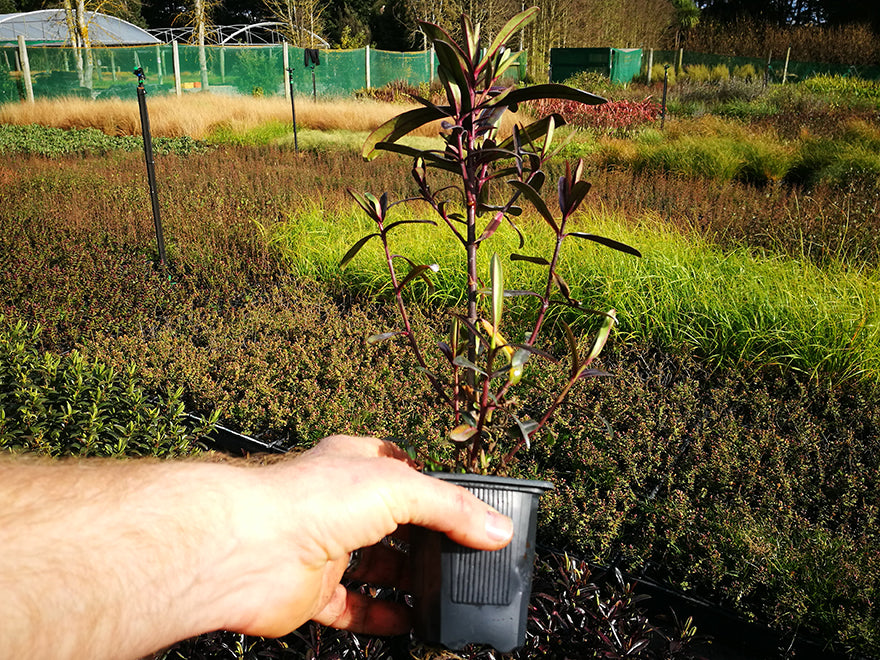 5x Hebe Flame - $5.99 each