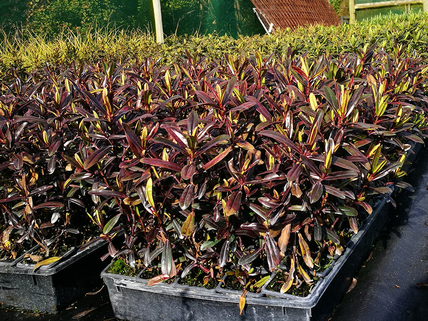 5x Hebe Flame - $5.99 each